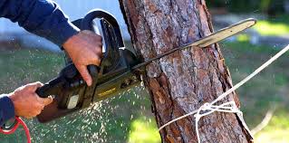 Best Emergency Tree Removal  in Holbrook, NY